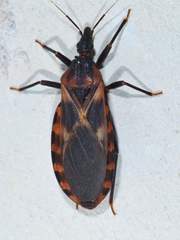 Triatoma lecticularia