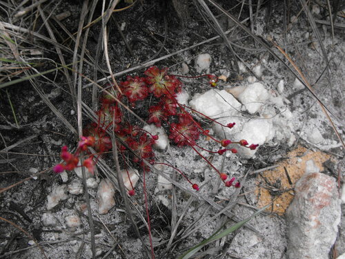 Drosera spirocalyx