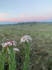 Stellera chamaejasme