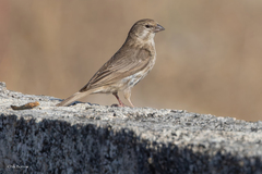 Yemen Serin photo 2