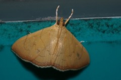 Hyalobathra illectalis