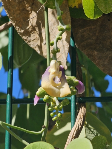 Image of Rhynchosia precatoria by (c) Erick Vélez Sánchez, some rights reserved (CC BY)