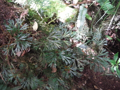 Elaphoglossum peltatum