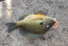 Lepomis gibbosus × macrochirus
