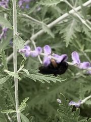 Melissodes bimaculatus