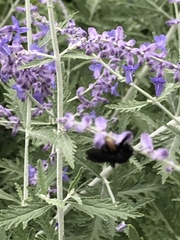 Melissodes bimaculatus