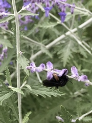 Melissodes bimaculatus