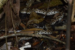 Crotalus tzabcan