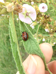 Calligrapha mexicana