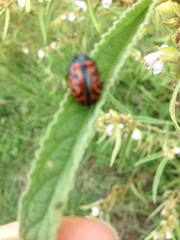 Calligrapha mexicana