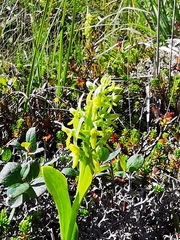 Platanthera tipuloides