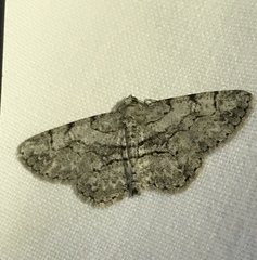 Iridopsis vellivolata