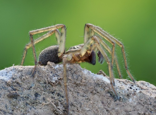 Eratigena feminea
