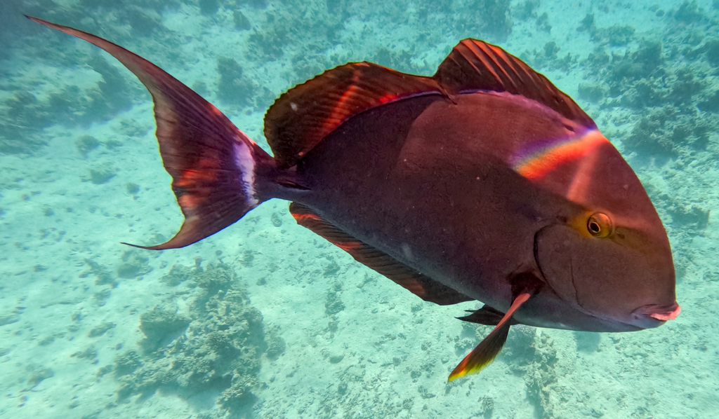 Black surgeonfish