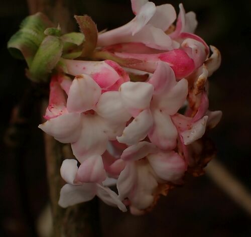 Bodnant Viburnum (Viburnum ×)