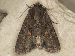 Oligia tusa
