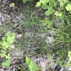 Cyperus lupulinus