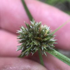 Cyperus lupulinus