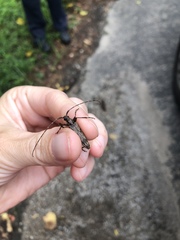 Elytrimitatrix undata