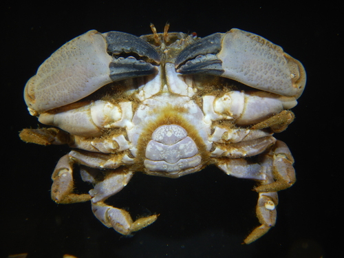 Montagu's Crab, photo 9 of 9