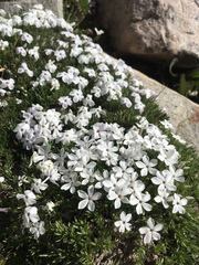 Phlox hoodii