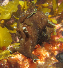 Aplysia extraordinaria