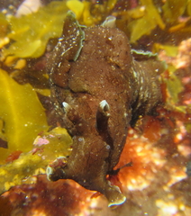 Aplysia extraordinaria