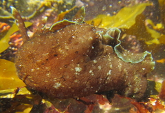 Aplysia extraordinaria