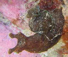 Aplysia extraordinaria