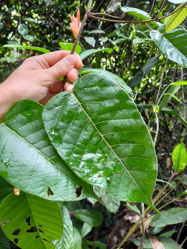 Croton pullei