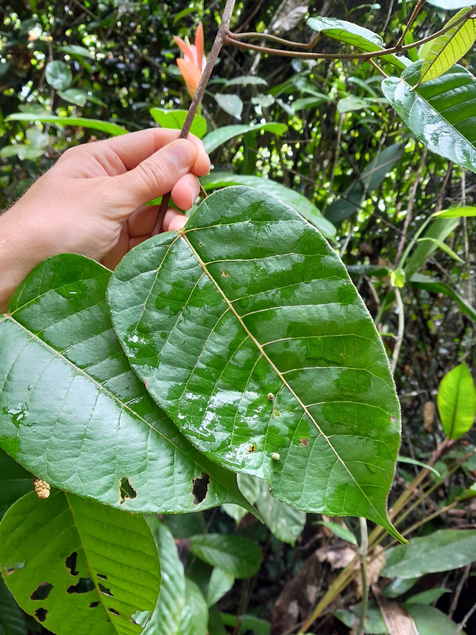 Croton pullei
