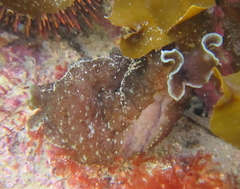 Aplysia extraordinaria