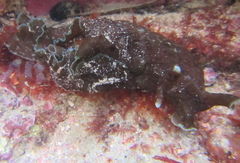 Aplysia extraordinaria