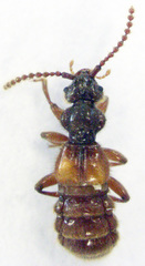 Sagola pulchra