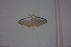 Crambidae