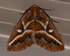 Caripeta angustiorata