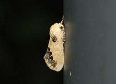 Phalera flavescens