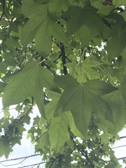 Liquidambar styraciflua