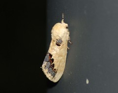 Phalera flavescens