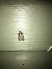 Sympistis badistriga