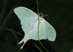 Actias artemis