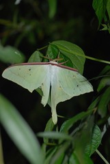 Actias artemis
