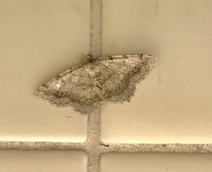 Digrammia ocellinata