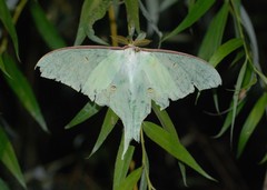 Actias artemis