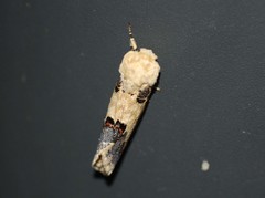 Phalera flavescens