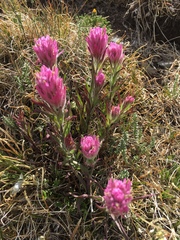 Castilleja rhexiifolia