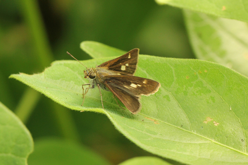 Little Glassywing photo 4
