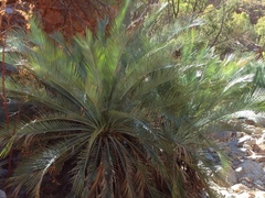 Macrozamia macdonnellii