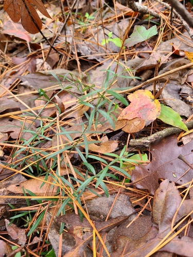 one-flowered bedstraw (Galium uniflorum)