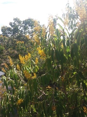 Vochysia pyramidalis